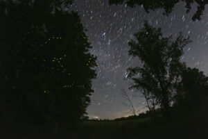 Star trails and fireflies