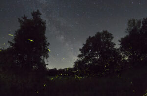 Fireflies, Milky Way, and Saturn